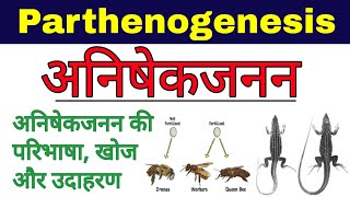 अनिषेकजनन  Parthenogenesis in hindi  anishek janan kise kahate hain  Biology ScienceSK [upl. by Gilba]