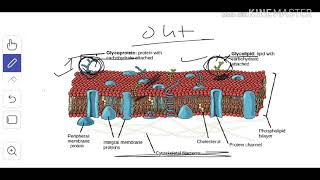 Cytology 4 Glycolipids amp Glycoproteins [upl. by Remington]