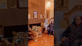 Badi badi tiger ll funny animals funny aniimalsdubbing shorts [upl. by Pail]