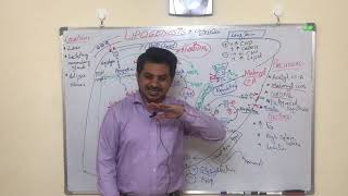 LIPOGENESIS part 1 EASY MADE LEARNING in URDU [upl. by Vareck]