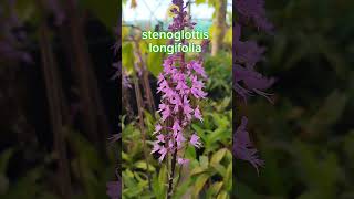 Stenoglottis longifolia orquideas jardim orchidcare orchidlover wingarden [upl. by Weil694]