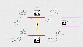 AciclovirValaciclovirGanciclovirValganciclovir antivirales síntesis introducción [upl. by Seerdi]