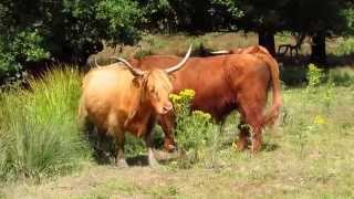 Schotse Hooglanders op de Posbank 12 7 2014 [upl. by Doreg842]