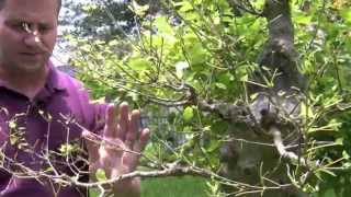 Bonsai  Defoliating Deciduous Trees [upl. by Enilasor]