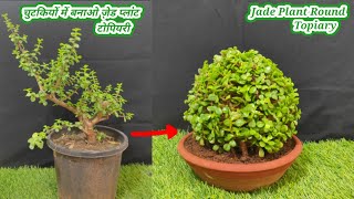 Round shape jade topiary कैसे बनाएं  How to make jade plant round topiary  ball shape jade topiary [upl. by Notsecnirp]