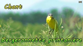 BERGERONNETTE PRINTANIERE chant  Chants doiseaux [upl. by Keppel783]