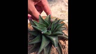 Haworthia limifolia flower succulent [upl. by Irvine]