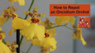 How to Repot an Oncidium Orchid  How to Repot Difficult Climbing Dancing Lady Oncidium Orchids [upl. by Zebadiah921]