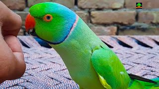 So Much Talkative Green Ringneck Talking Parrot [upl. by Atalayah]