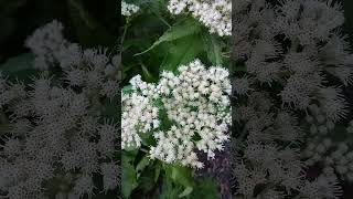 Top Deer resistant 🦌 Common Boneset [upl. by Rosati]