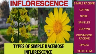 Types of Simple Racemose Inflorescence racemecorymbspadixcapitulumumbelspikecatkin [upl. by Lipscomb]