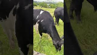 Cows at Cottingley￼ [upl. by Crompton922]