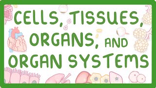 GCSE Biology  Levels of Organisation  Cells Tissues Organs and Organ Systems [upl. by Laekim]