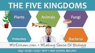 5 Kingdom Classification  GCSE Biology 91 [upl. by Bunting576]