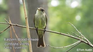 A sample of the Flycatchers of South Carolina [upl. by Gretna]