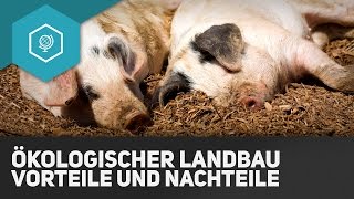 Ökologischer Landbau Vorteile und Nachteile  Landwirtschaft in Industrieländern 7 [upl. by Ernald]