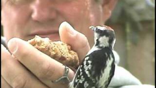 How To HandFeed Woodpeckers And Other Backyard Birds [upl. by Bondon877]