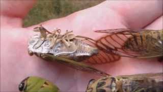 Locusts life cycle Cicadas Hatching Timelapse [upl. by Suoiradal]