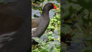 Common Moorhen  birds shorts [upl. by Nylac]