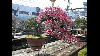 Flowering Bonsai trees  Callicarpa Japonica Bonsai [upl. by Malony252]