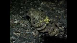 Part 3 Midwife Toad Alytes obstetricans amplexus [upl. by Leribag]