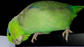 Kabosh the Singing Parrotlet [upl. by Iztim]