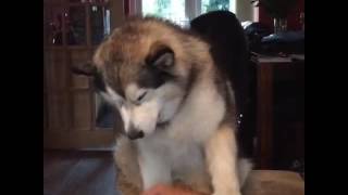 Alaskan Malamute belly rubs  dont stop [upl. by Leinod]