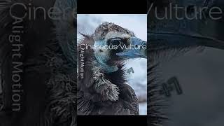 Cinereous Vulture vs Golden Eagle edit birds [upl. by Yrag]