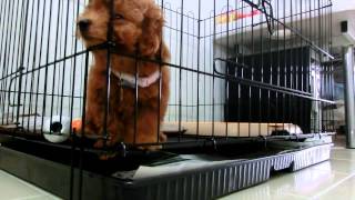 Amber Toy Poodle first time left alone [upl. by Eilrebmik]