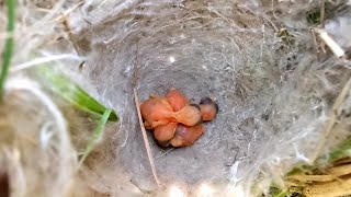 Adorable Zitting Cisticola Bird Babies A CloseUp Look at Natures Little Wonders [upl. by Cadmar]