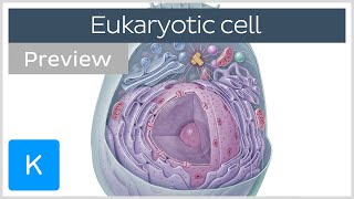 Eukaryotic cell structure and function preview  Human Neuroanatomy  Kenhub [upl. by Smoht]