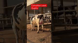 Show Quality Cow chopradairyfarm Breed trending cow farming punjab [upl. by Ahsakat]