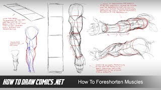 How To Foreshorten Muscles [upl. by Neyrb]