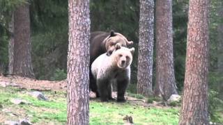 Brown bears mating in Finland spring 2009 [upl. by Laenej693]