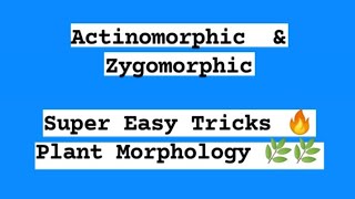 Actinomorphic amp Zygomorphic Tricks  Morphology In Flowering Plants [upl. by Ahsinod]