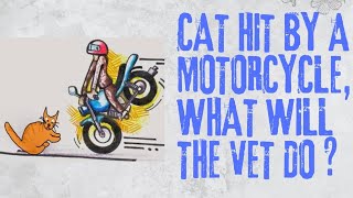 Cat Hit by a Motorcycle what will the Vet do [upl. by Niamrahc672]