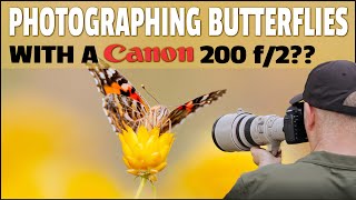 200 f2 amp 400 f4 For Wildlife Photography In the Field Photographing Beautiful Butterflies [upl. by Halvaard]