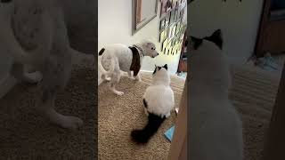 Funny Dog Becomes Scaredy Cat Around Familys Feline [upl. by Naitsihc]