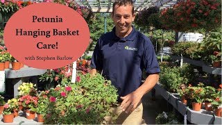 Barlows TV Episode 111 Caring for Petunia Hanging Baskets [upl. by Dorian]