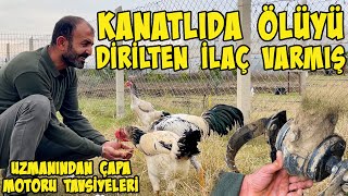 HİNT HOROZCU KARDEŞİMİZDEN KANATLILAR İÇİN ÇOK ÖNEMLİ TAVSİYELER  ÇAPA MOTORUNU BU ŞEKİLDE KULLANIN [upl. by Debor]