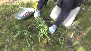 Dividing and replanting snowdrops [upl. by Adelbert]