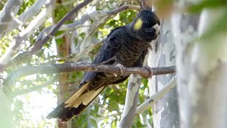 Yellowtailed Black Cockatoo – Calyptorhynchus funereus [upl. by Attekahs439]