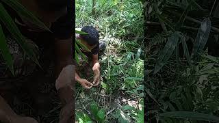 Proses pemasangan jerat di hutan petualangan jeratburungruakruak burung [upl. by Nnylhtak]