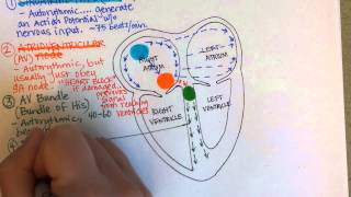 Conduction System of the Heart [upl. by Eityak]