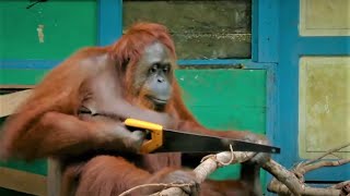 Incredible Orangutan Moments Part 1  Top 5s  BBC Earth [upl. by Hedveh]