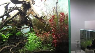 Rotala macrandramaintenanceaquariumaquascapeamazone [upl. by Floris]