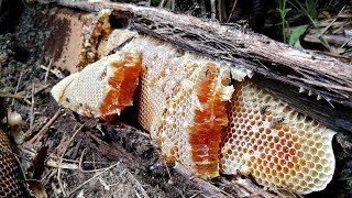 Extracción de miel  ABEJAS Apis Mellifera  1800 especies de abejas en México [upl. by Grochow141]