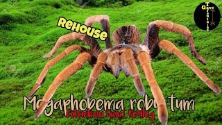 Megaphobema Robustum dual rehouse Colombian Giant redleg  subscribe youtube fypシ [upl. by Zosi26]