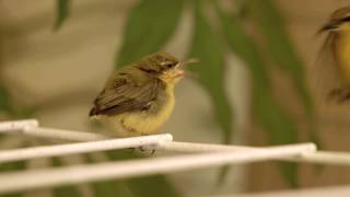 Sunbird baby feeding and preening for fledgling flight [upl. by Ynnohj]