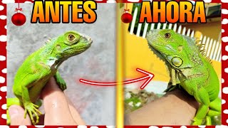 EL CRECIMIENTO DE MI IGUANA EN 4 MESES Antes Y Después  Iguana verde [upl. by Aiderfla]